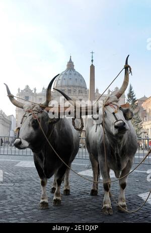 Pferde, Kühe, Hühner, Schweine, Enten und Schiffe tropften am 17,2011. Januar auf dem Petersplatz im Vatikan auf der Suche nach dem Segen zum Tag des heiligen Antonius für den schutzpatron der Tiere. Jedes Jahr nimmt der italienische Züchterverein an diesem traditionellen Fest vor dem Petersdom Teil. Der 17. Januar markiert den Tag des heiligen Antonius des Abtes, des offiziellen schutzpatrons der Tiere und des traditionellen Segens der Tiere. FOTO von Eric Vandeville/ABACAPRESS.COM Stockfoto