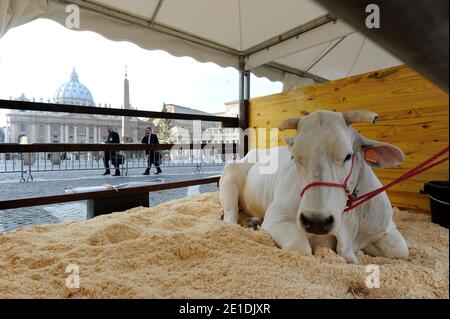 Pferde, Kühe, Hühner, Schweine, Enten und Schiffe tropften am 17,2011. Januar auf dem Petersplatz im Vatikan auf der Suche nach dem Segen zum Tag des heiligen Antonius für den schutzpatron der Tiere. Jedes Jahr nimmt der italienische Züchterverein an diesem traditionellen Fest vor dem Petersdom Teil. Der 17. Januar markiert den Tag des heiligen Antonius des Abtes, des offiziellen schutzpatrons der Tiere und des traditionellen Segens der Tiere. FOTO von Eric Vandeville/ABACAPRESS.COM Stockfoto