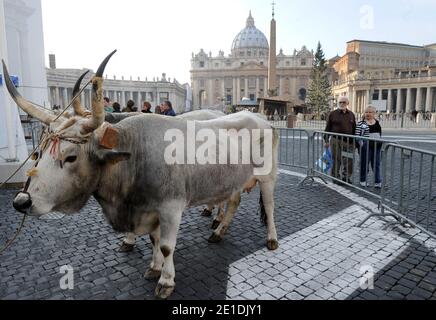 Pferde, Kühe, Hühner, Schweine, Enten und Schiffe tropften am 17,2011. Januar auf dem Petersplatz im Vatikan auf der Suche nach dem Segen zum Tag des heiligen Antonius für den schutzpatron der Tiere. Jedes Jahr nimmt der italienische Züchterverein an diesem traditionellen Fest vor dem Petersdom Teil. Der 17. Januar markiert den Tag des heiligen Antonius des Abtes, des offiziellen schutzpatrons der Tiere und des traditionellen Segens der Tiere. FOTO von Eric Vandeville/ABACAPRESS.COM Stockfoto