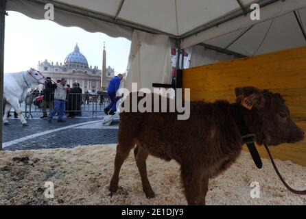 Pferde, Kühe, Hühner, Schweine, Enten und Schiffe tropften am 17,2011. Januar auf dem Petersplatz im Vatikan auf der Suche nach dem Segen zum Tag des heiligen Antonius für den schutzpatron der Tiere. Jedes Jahr nimmt der italienische Züchterverein an diesem traditionellen Fest vor dem Petersdom Teil. Der 17. Januar markiert den Tag des heiligen Antonius des Abtes, des offiziellen schutzpatrons der Tiere und des traditionellen Segens der Tiere. FOTO von Eric Vandeville/ABACAPRESS.COM Stockfoto