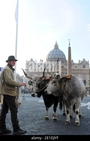 Pferde, Kühe, Hühner, Schweine, Enten und Schiffe tropften am 17,2011. Januar auf dem Petersplatz im Vatikan auf der Suche nach dem Segen zum Tag des heiligen Antonius für den schutzpatron der Tiere. Jedes Jahr nimmt der italienische Züchterverein an diesem traditionellen Fest vor dem Petersdom Teil. Der 17. Januar markiert den Tag des heiligen Antonius des Abtes, des offiziellen schutzpatrons der Tiere und des traditionellen Segens der Tiere. FOTO von Eric Vandeville/ABACAPRESS.COM Stockfoto