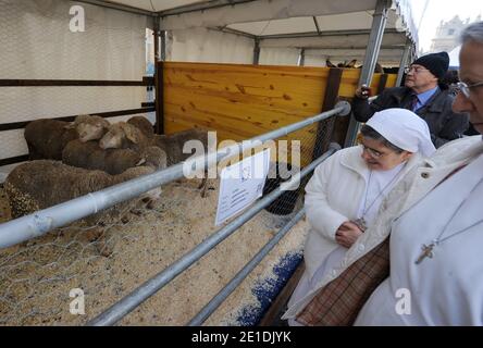 Pferde, Kühe, Hühner, Schweine, Enten und Schiffe tropften am 17,2011. Januar auf dem Petersplatz im Vatikan auf der Suche nach dem Segen zum Tag des heiligen Antonius für den schutzpatron der Tiere. Jedes Jahr nimmt der italienische Züchterverein an diesem traditionellen Fest vor dem Petersdom Teil. Der 17. Januar markiert den Tag des heiligen Antonius des Abtes, des offiziellen schutzpatrons der Tiere und des traditionellen Segens der Tiere. FOTO von Eric Vandeville/ABACAPRESS.COM Stockfoto