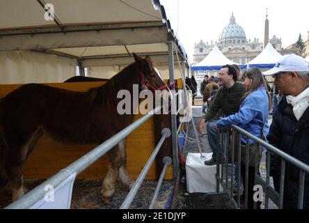 Pferde, Kühe, Hühner, Schweine, Enten und Schiffe tropften am 17,2011. Januar auf dem Petersplatz im Vatikan auf der Suche nach dem Segen zum Tag des heiligen Antonius für den schutzpatron der Tiere. Jedes Jahr nimmt der italienische Züchterverein an diesem traditionellen Fest vor dem Petersdom Teil. Der 17. Januar markiert den Tag des heiligen Antonius des Abtes, des offiziellen schutzpatrons der Tiere und des traditionellen Segens der Tiere. FOTO von Eric Vandeville/ABACAPRESS.COM Stockfoto