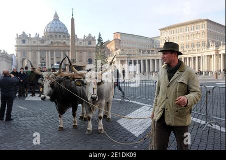 Pferde, Kühe, Hühner, Schweine, Enten und Schiffe tropften am 17,2011. Januar auf dem Petersplatz im Vatikan auf der Suche nach dem Segen zum Tag des heiligen Antonius für den schutzpatron der Tiere. Jedes Jahr nimmt der italienische Züchterverein an diesem traditionellen Fest vor dem Petersdom Teil. Der 17. Januar markiert den Tag des heiligen Antonius des Abtes, des offiziellen schutzpatrons der Tiere und des traditionellen Segens der Tiere. FOTO von Eric Vandeville/ABACAPRESS.COM Stockfoto