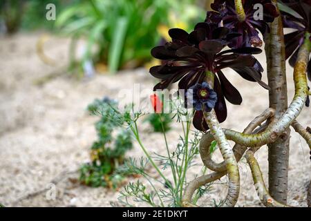 aeonium arboreum zwartkop, immergrün, saftig, dunkel, schwarz, burgunderrot, Rosette, Rosetten, Laub, Blätter, verdrehter Stamm, Blumen, blühend, RM Floral Stockfoto