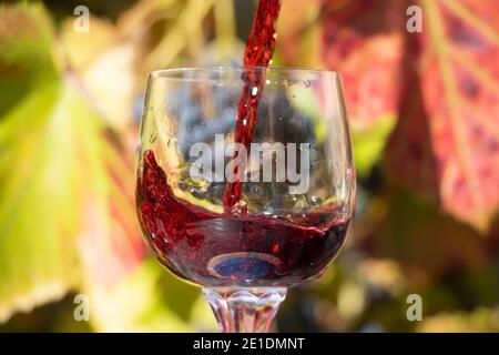 Ein Rotwein, der vor dem Hintergrund des Weinbergs ins Glas gießt. Ein Rotwein, der in einem Weinglas spritzt. Stockfoto