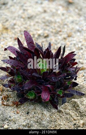 aeonium Fackelträger, enge kompakte Wuchsform, dunkelviolette Blätter, dunkelviolettes Laub, saftig, Sukkulenten, RM floral Stockfoto