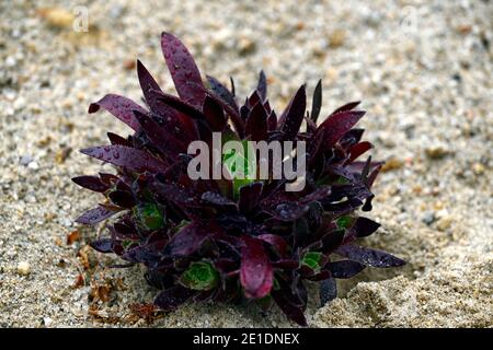 aeonium Fackelträger, enge kompakte Wuchsform, dunkelviolette Blätter, dunkelviolettes Laub, saftig, Sukkulenten, RM floral Stockfoto