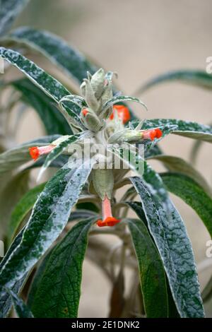 Buddleja speciosissima, orange Blumen, orange hermaphroditische Blumen, grün grau Laub, grün grau Blätter, Garten, Buddlejas, brasilianischen Strauch, RM Blumen Stockfoto