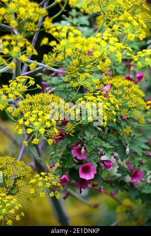 Anisodontea capensis el rayo, afrikanische Malge El Rayo, Anisodontea El Rayo, Riesenfenchel, Ferula Communis, Gelbe Umbellifer, rosa und gelbe Blumen, Floweri Stockfoto