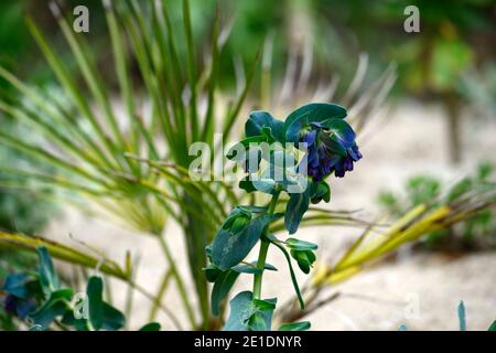 Cerinthe großen purpurescens lila Belle, Honigkraut, blau, lila, Blume, Blumen, RM Floral Stockfoto