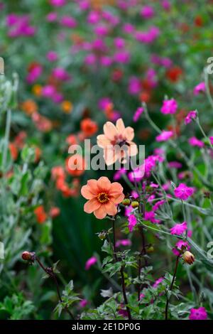 Dahlia Happy Single Date, Lychnis Hill Grounds, Rose campion Hill Grounds, magenta rosa Blumen, magenta rosa Blume, orange Dahlia, orange und rosa Blume Stockfoto