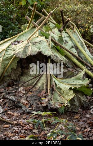 Gunnera Tinctoria Blätter decken Wurzel der Pflanze in Vorbereitung für Winter Stockfoto