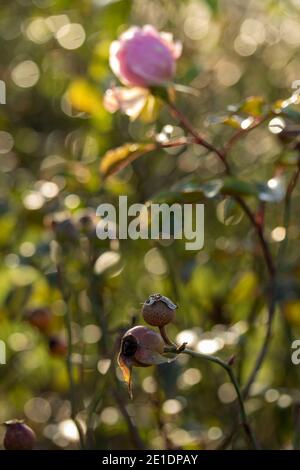 Rosa (Rose) 'der großzügige Gärtner', natürlich blühendes Pflanzenportrait Stockfoto