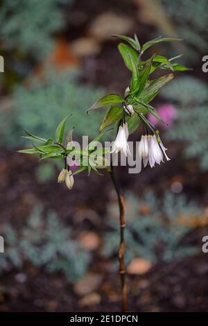 Disporum, Zwerg, weiße Blumen, dunkle Stiele, Blume, Blumen, Blüte, Garten, RM Floral Stockfoto