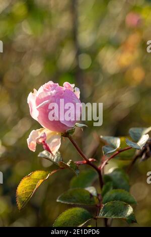 Rosa (Rose) 'der großzügige Gärtner', natürlich blühendes Pflanzenportrait Stockfoto