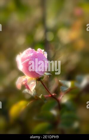 Rosa (Rose) 'der großzügige Gärtner', natürlich blühendes Pflanzenportrait Stockfoto