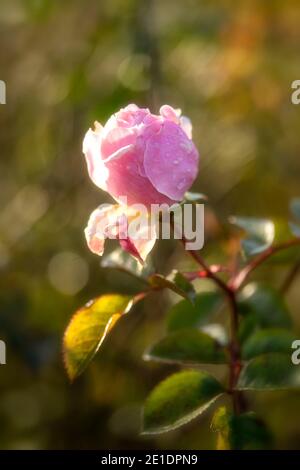 Rosa (Rose) 'der großzügige Gärtner', natürlich blühendes Pflanzenportrait Stockfoto