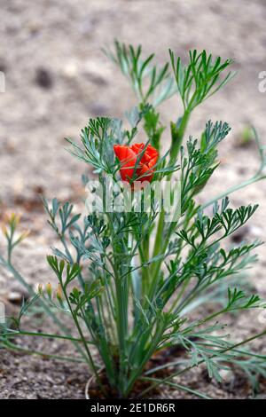 Eschschscholzia californica Thai Seide, California Mohn Thai Seide Serie, orange Blume, Blumen, jährlich, einjährige, RM Floral Stockfoto