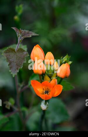 ornithogalum dubium, Ornithogalum dubium, Sonnenstern, Stern von Bethlehem, orange Blumen, Blüte, Blume, bulbous Staude, RM Floral Stockfoto