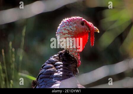 Der wilde truthahn (Meleagris gallopavo) ist ein Bodenvogel Stockfoto