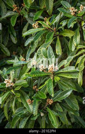 Eriobotrya japonica (Loquat-Baum) mit Knospen im Winter Stockfoto