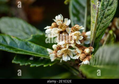 Eriobotrya japonica (Loquat-Baum) mit Knospen im Winter Stockfoto