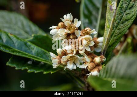 Eriobotrya japonica (Loquat-Baum) mit Knospen im Winter Stockfoto