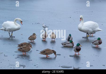 Stumme Schwäne und Enten auf einem gefrorenen See in Baildon, Yorkshire, England. Stockfoto