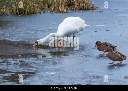 Stumme Schwäne und Enten auf einem gefrorenen See in Baildon, Yorkshire, England. Stockfoto