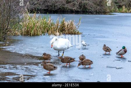 Stumme Schwäne und Enten auf einem gefrorenen See in Baildon, Yorkshire, England. Stockfoto