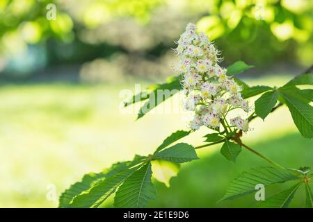 Blühender Kastanienbaum Zweig, Frühling Stockfoto