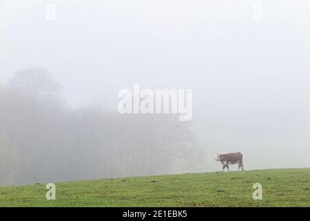 Eine Einzelkuh in dichtem Nebel in den hügeligen Buckinghamshire Hügeln bei Turville Heath, England Stockfoto