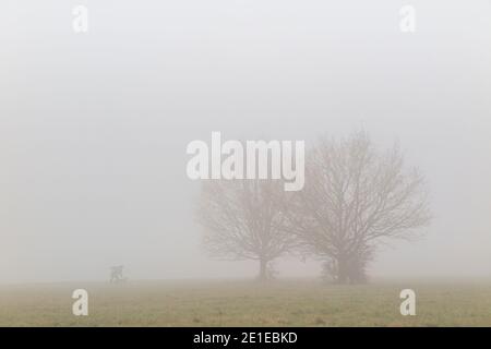 Ein Hundespaziergänger lässt seinen Hund von der Leine hinein Starker Nebel Stockfoto