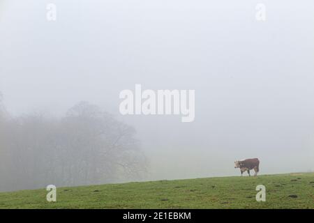 Eine Einzelkuh in dichtem Nebel in den hügeligen Buckinghamshire Hügeln bei Turville Heath, England Stockfoto