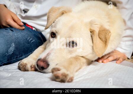 Junger Hund, der in der Nähe des Jungen auf dem Boden liegt und die Kamera anschaut. Stockfoto