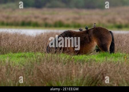 Drei Stare auf dem Rücken eines kastanienbraunen Wildpferdes. Von der Seite gesehen Stockfoto