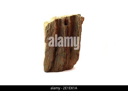 Stück fossiles Holz in Fernost von Russland gefunden Stockfoto