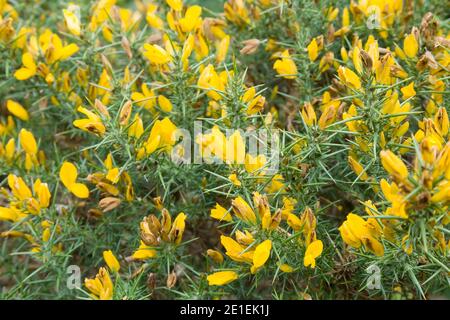 Gewöhnlicher Ginsterbusch (ulex) in der Nähe mit gelben Blüten. Auch bekannt als Furze oder Whins, UK Stockfoto