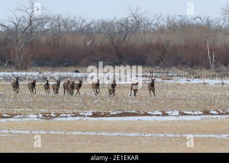 Wapiti in Bosque del Apache National Wildlife Refuge, New Mexico Stockfoto