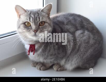 Junge graue Katze mit großen gelben Augen liegend und aufmerksam Blick in die Kamera Stockfoto