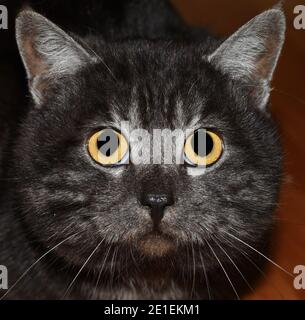 Große Augen der verängstigten grauen Katze Stockfoto