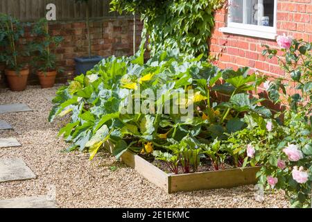 Gemüse (Zucchini Pflanzen und Rote Bete) wächst in einem Hochbeet in einem britischen Garten im Sommer. Stockfoto