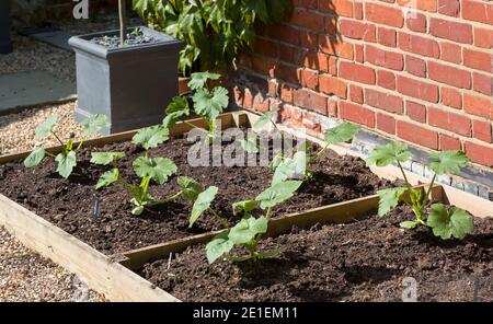 Zucchini-Pflanzen, die im Frühjahr in einem Hochbeet in einem Garten wachsen. England, Großbritannien Stockfoto