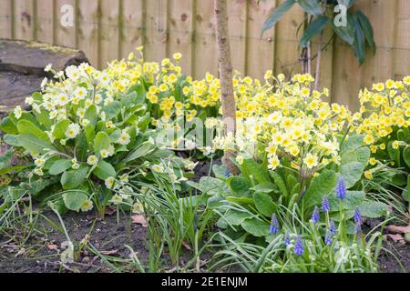 Frühlingsblumen in einem Garten Grenze mit gelben Primeln und blauen Muscari, UK Stockfoto