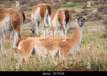 Guanaco sitzt im Gras unter seiner Herde, Torres del Paine Nationalpark, Magallanes Region, Patagonien, Chile Stockfoto