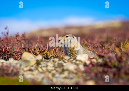 Hoary Murmeltier (Marmota caligata), Denali National Park and Preserve, Alaska Stockfoto