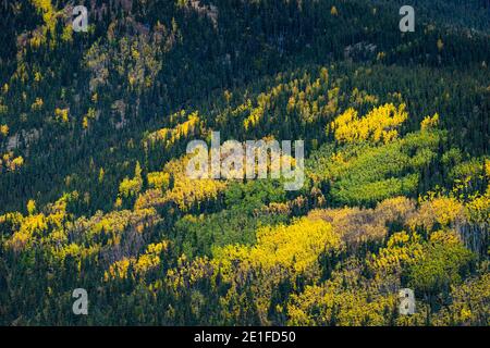 Luftaufnahme von Bäumen, die im Herbst färben, Denali National Park and Preserve, Denali Borough, Interior Alaska, Alaska, USA Stockfoto