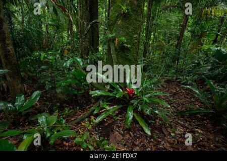Bromeliade im Atlantischen Regenwald von Süd-Brasilien Stockfoto