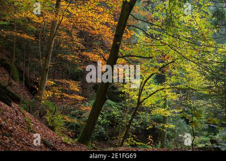 Bäume im Wald im Herbst, Nationalpark Böhmische Schweiz, Hrensko, Bezirk Decin, Region Usti nad Labem, Tschechische Republik Stockfoto